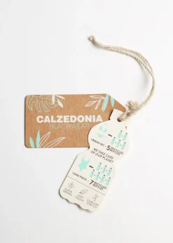 Women Calzedonia Brazilian Bikini Bottoms Indonesia